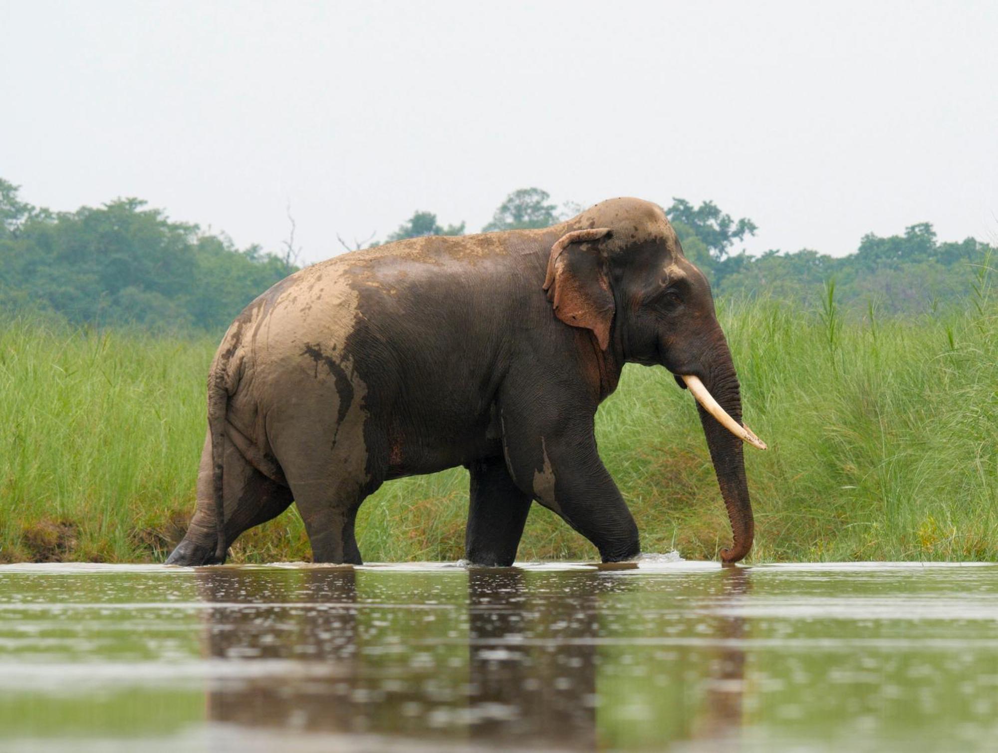 Family House - Bardia National Park Hotell Bardiya Eksteriør bilde